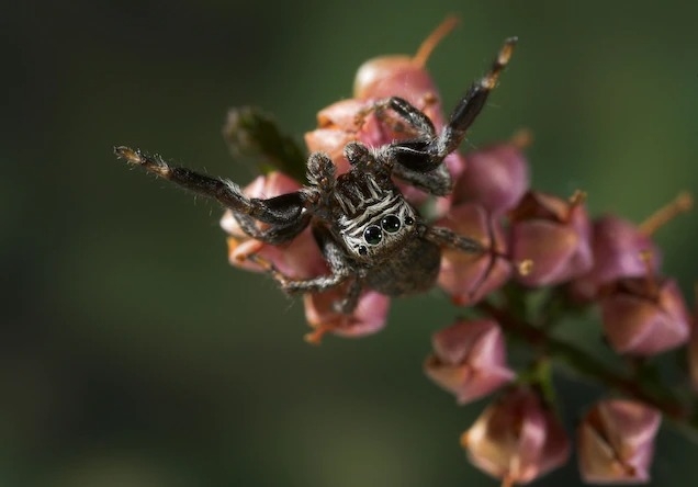 圖片中是一隻在花朵上的弓拱獵蛛（Evarcha arcuata）。這些蛛形綱動物似乎能作場帶有視覺影像的夢境──甚至有可能是噩夢。 PHOTOGRAPH BY STEPHEN DALTON, MINDEN PICTURES 