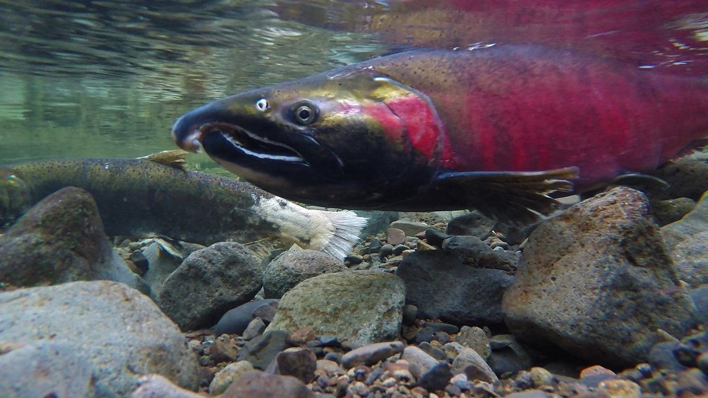 銀鮭在俄勒岡州西北部的鮭魚河產卵。圖片來源：奧勒岡與華盛頓州土地管理局（CC BY 2.0）