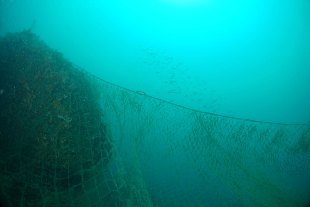 被稱為「海底死亡之牆」的流刺網。圖片來源：蔡馥嚀