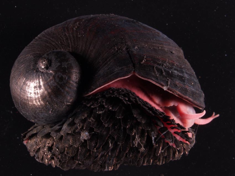 鱗角腹足海螺的特殊構造讓牠能存活在環境惡劣的海底熱泉噴口。圖片來源：K.Nakamura等21人（CC BY 2.5）