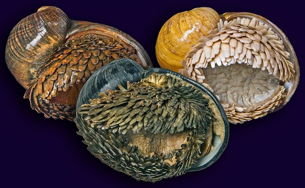 來自三個不同棲地的鱗角腹足海螺。圖片來源：Chong Chen（CC BY-SA 3.0）