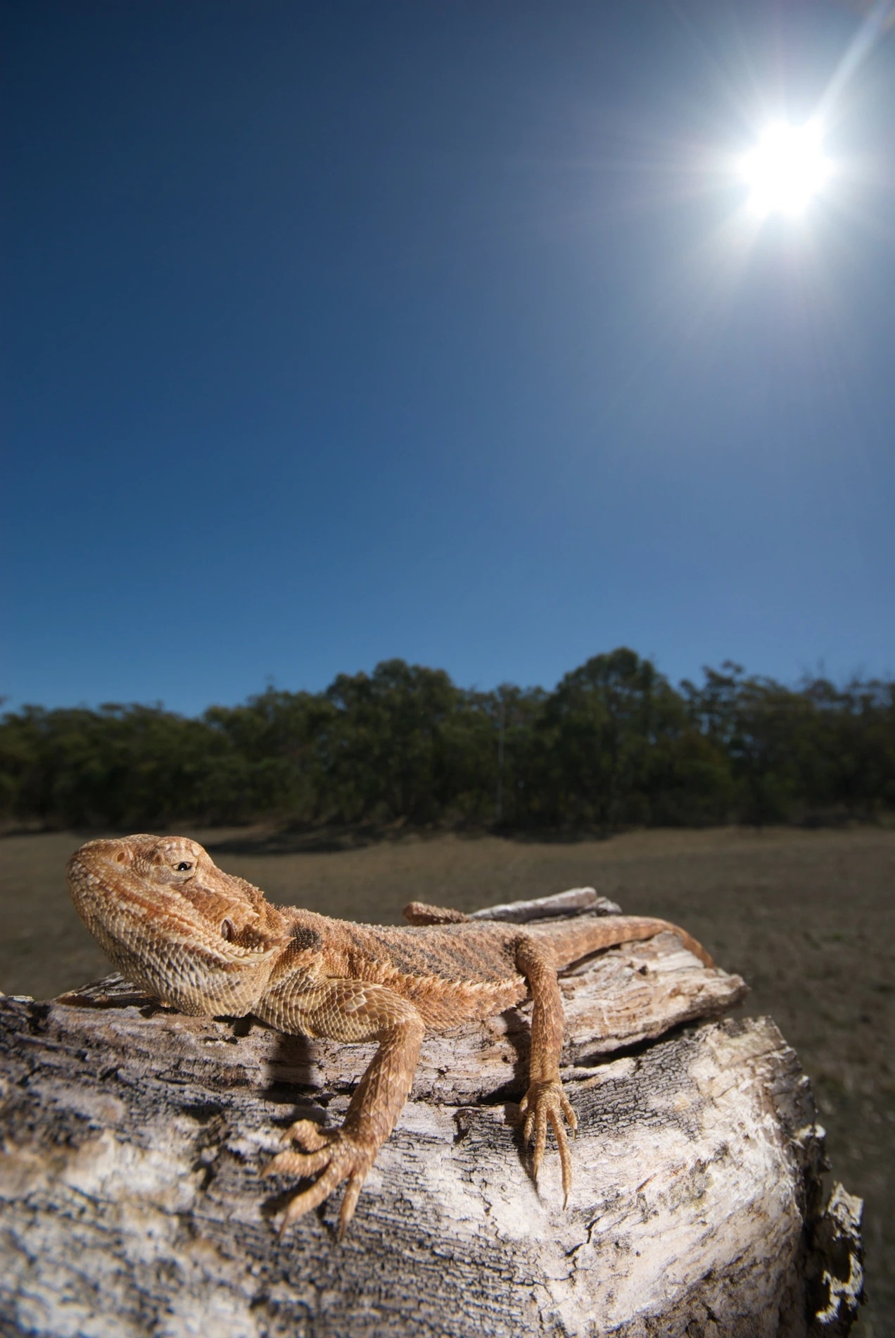 一隻中部鬆獅蜥在澳洲南部阿德雷德山丘(Adelaide Hills)的木頭上曬著太陽。鬆獅蜥是出了名的愛曬太陽，要是曬得太熱，牠們還會張開嘴來幫助降溫。PHOTOGRAPH BY BROOKE WHATNALL, NAT GEO IMAGE COLLECTION 