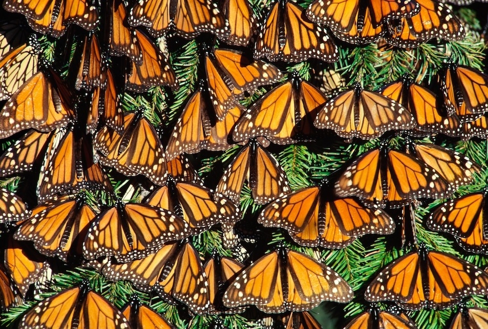 墨西哥米卻肯州的帝王斑蝶張開雙翼迎接陽光。曬太陽對帝王斑蝶的遷徙來說非常重要，因為得要有陽光溫暖了身子，帝王斑蝶才飛得起來。PHOTOGRAPH BY FRANS LANTING, NAT GEO IMAGE COLLECTION