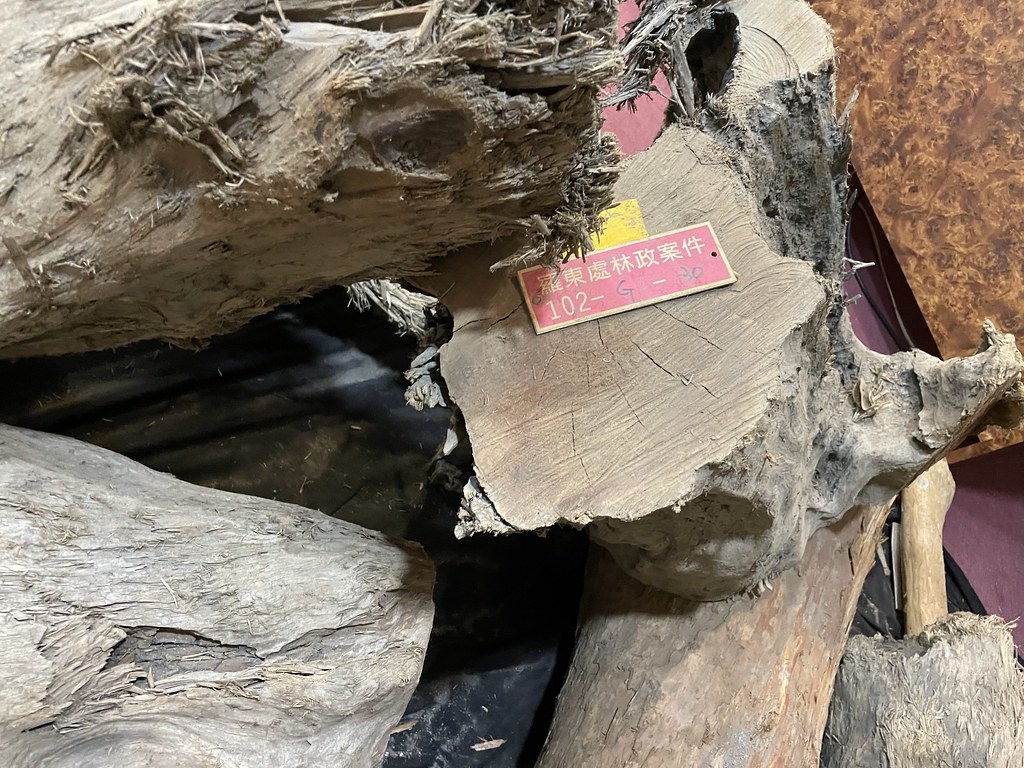此塊漂流木雖然符合可撿拾尺寸的規定，但因木材上有裁切痕跡，因此仍屬於違法撿拾。攝影：廖禹婷