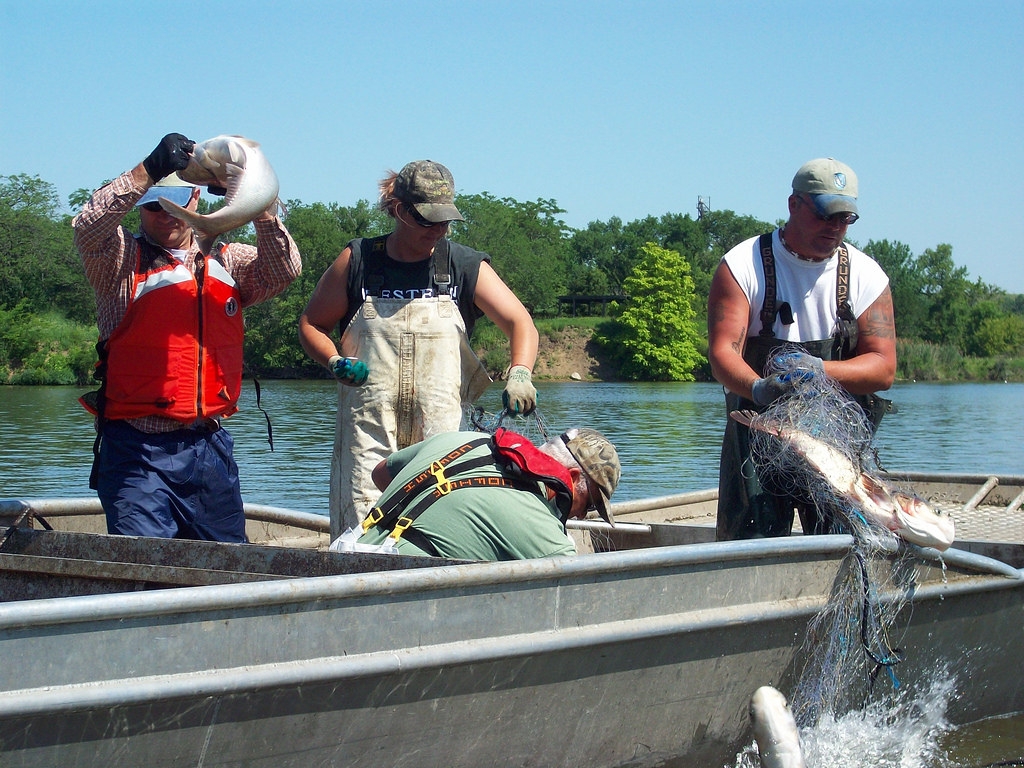 2012年的捕撈行動，預估當年度密西西比河捕獲約105噸的亞洲鯉魚。圖片來源：Sarah Gross／美國陸軍工程兵團（USACE）