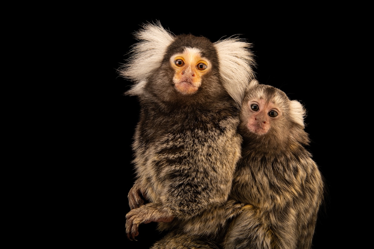 普通狨（上圖是奧馬哈內布拉斯加大學的圈養動物）以經常用叫聲交流而聞名。PHOTOGRAPH BY JOEL SARTORE, NATIONAL GEOGRAPHIC PHOTO ARK 