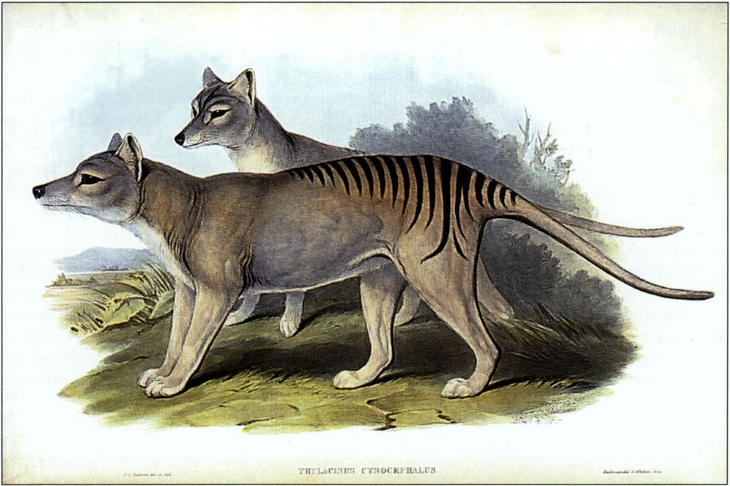 已經滅絕的澳洲代表性動物袋狼。圖片來源：Henry Constantine Richter/John Gould via State Library of Victoria