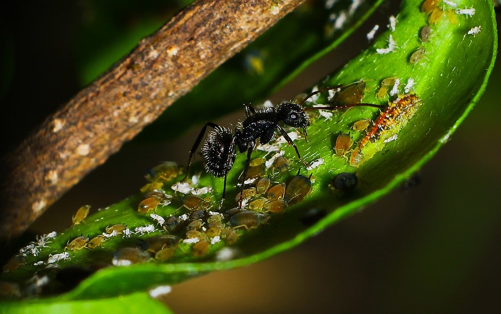 蚜蟲的尾部會分泌糖蜜（蜜露）螞蟻非常喜歡蜜露，也會保護蚜蟲。圖片來源：Diegojaf22（CC BY-SA 3.0）