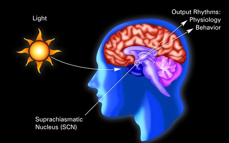 日光影響著視交叉上核的作用，而視交叉上核又控制了生物的生理時鐘機制。