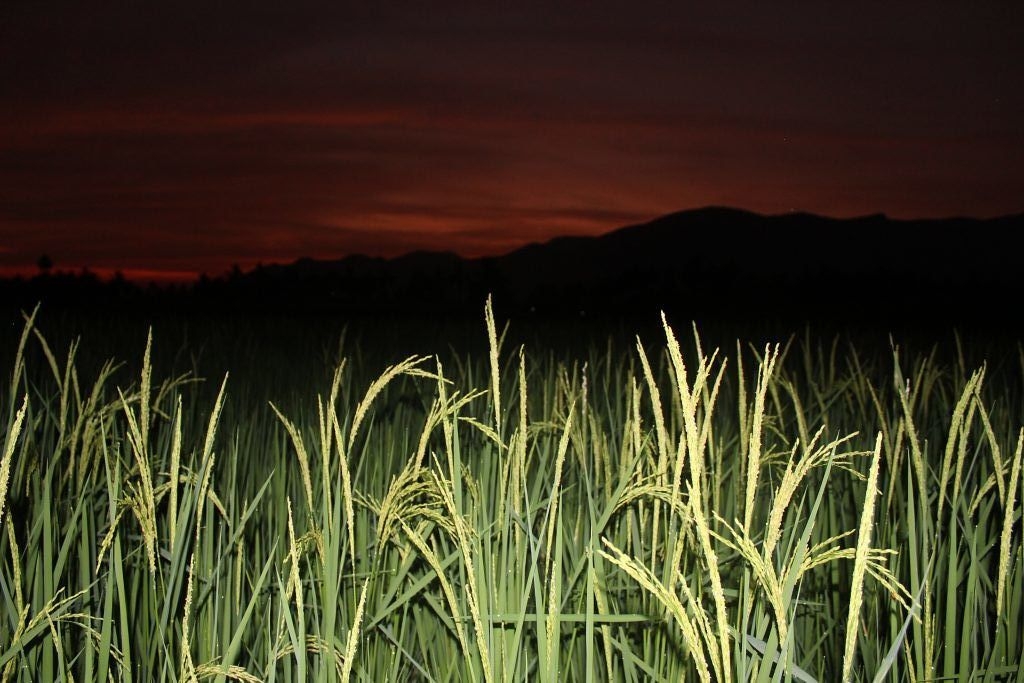 夜間增溫很容易被忽略，卻會影響糧食的產量跟品質。圖片來源：Kumaraguru／pixahive（CC0）