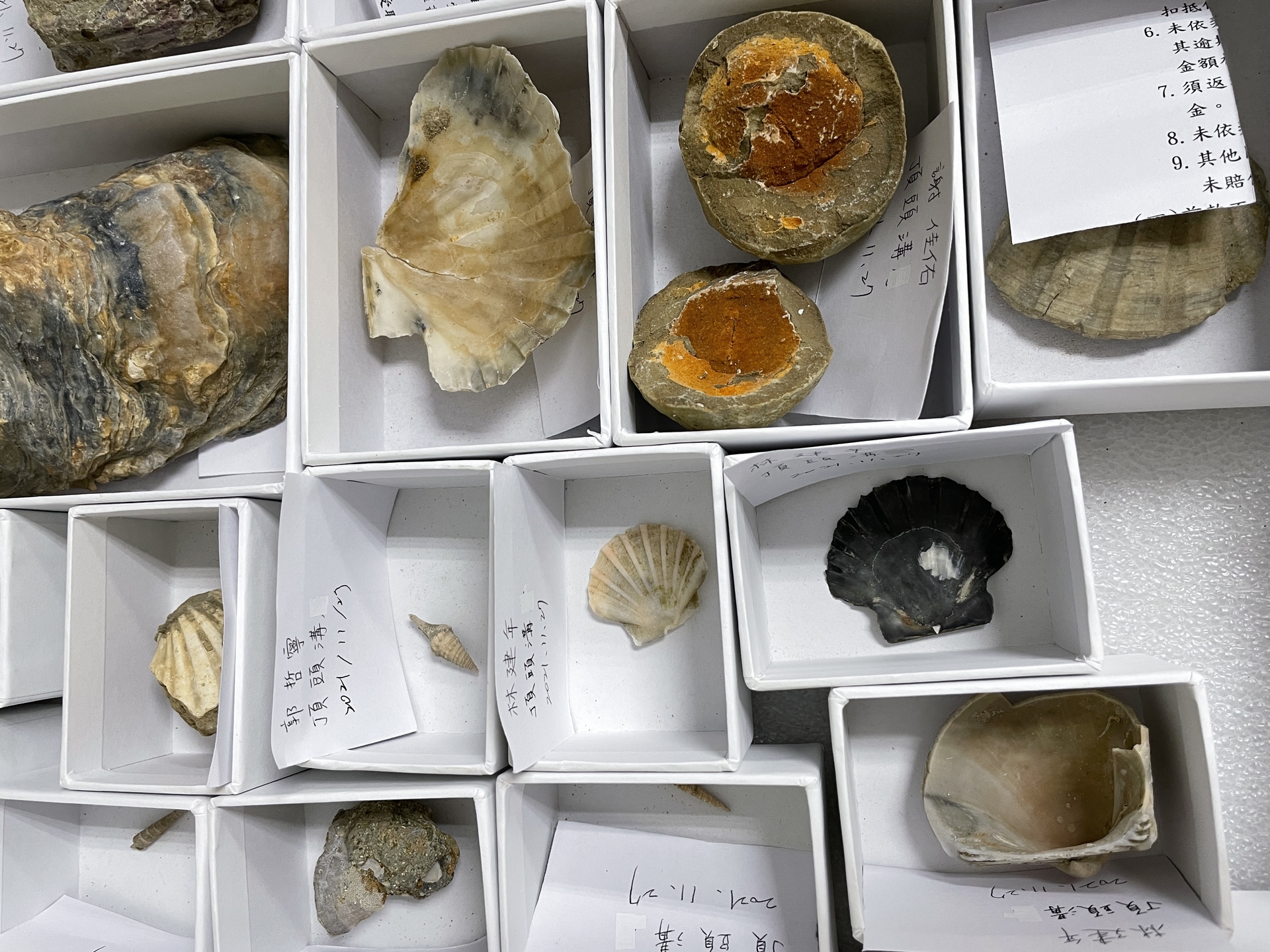 較小型的化石由白色紙盒盛裝分類，等待處理。