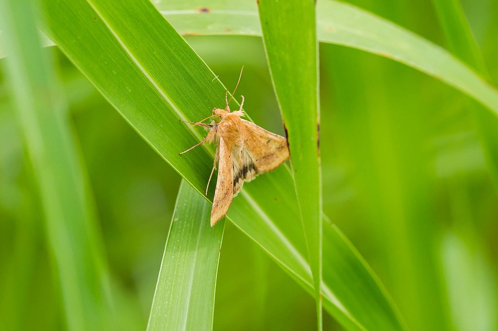 季節的風力可增加棉鈴蟲的飛行傳播距離，擴大蟲害範圍。圖片來源：Melissa McMasters（CC BY 2.0）