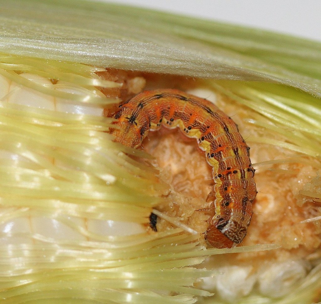 棉鈴蟲隨土壤暖化而擴大過冬版圖，來年蟲害危害可能跟著增加，圖為棉鈴蟲幼蟲。圖片來源：cyanocorax（CC BY-SA 2.0）