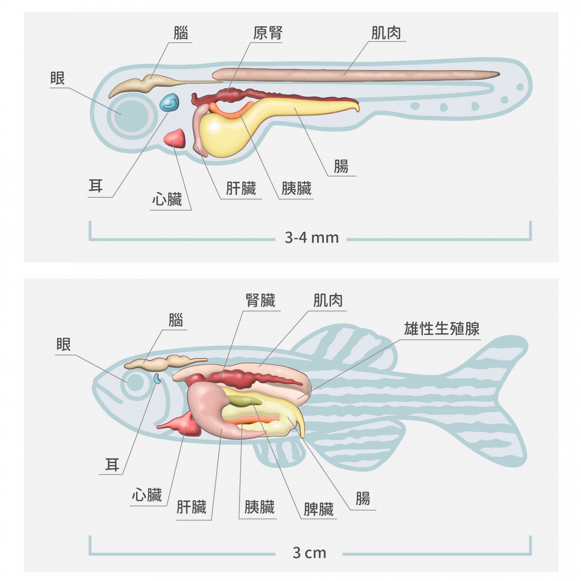 圖片為斑馬魚的仔魚（上圖）和成魚（下圖）的透視圖，仔魚年齡為受精之後第 3～21 天。斑馬魚當實驗材料的優點是：容易繁殖，生長週期不長，體積小，容易操作；更重要的是魚體扁平，容易拍攝大面積、高解析度的細胞影像。 圖│研之有物（資料來源｜J Clin Invest.） 