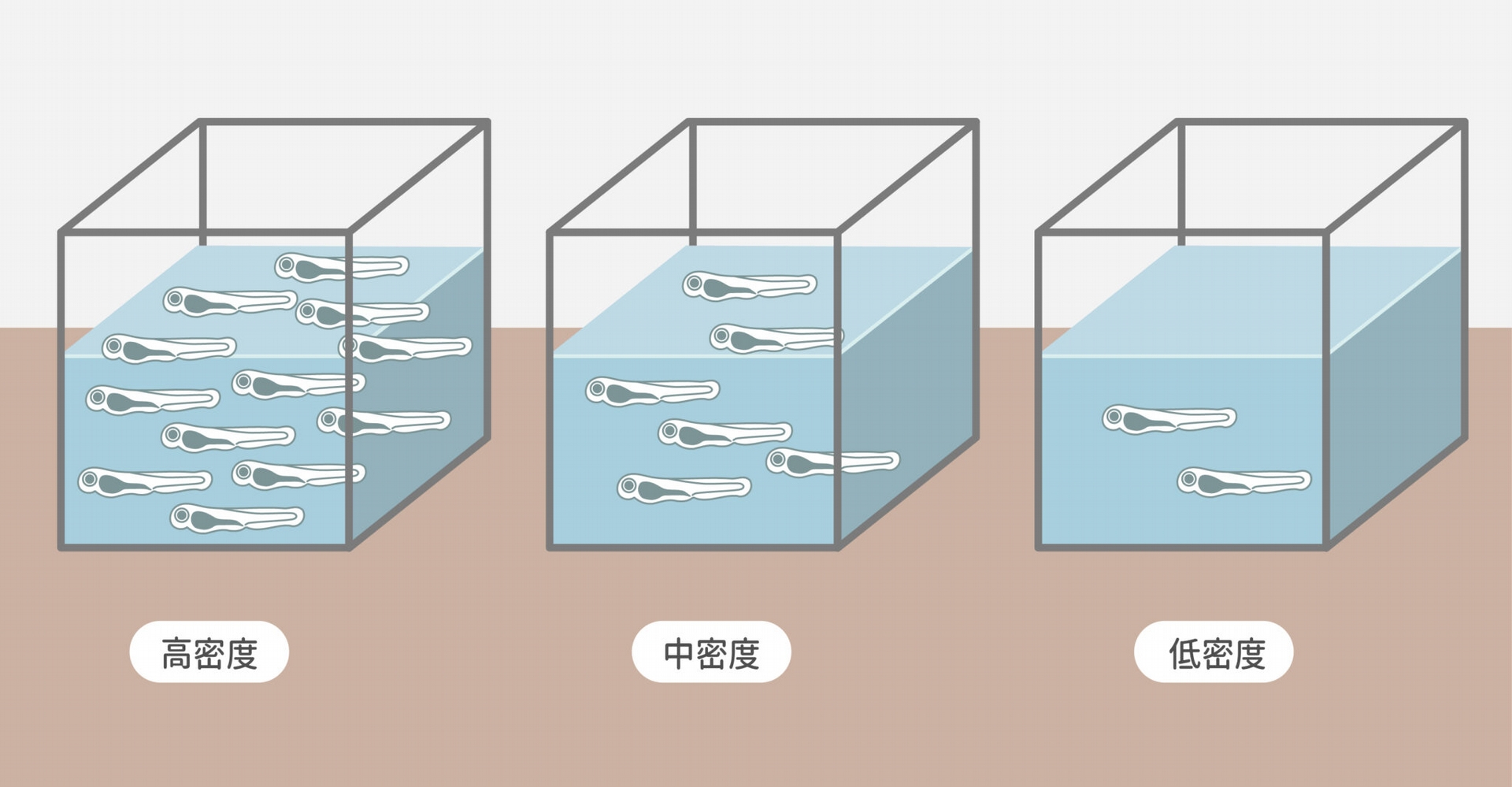 斑馬魚若處於高密度的生活環境，仔魚的生長速度會較慢。奇妙的是，一旦換到低密度的環境，仔魚的成長速度會瞬間暴增，體表面積快速增加，導致更多的無合成分裂。 圖│研之有物（資料來源｜陳振輝） 