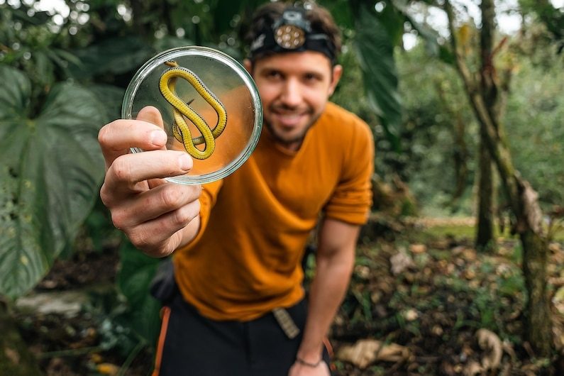 亞歷杭德羅．阿爾塔加利用培養皿展示了新發現動協箭蛇（Atractus zgap）的亮黃色腹部。PHOTO BY DAVID JÁCOME 