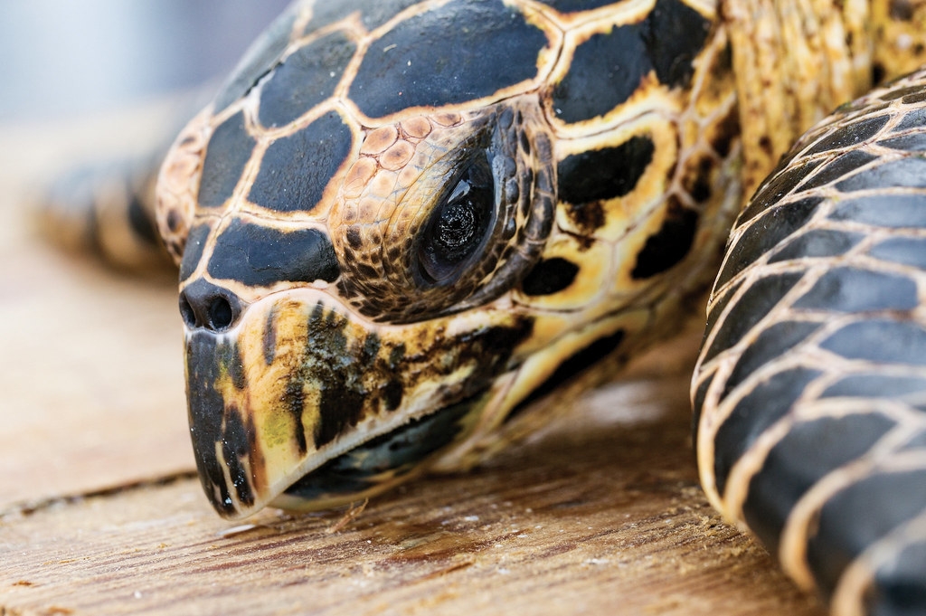 研究指出，30年期間，綠蠵龜和玳瑁是走私海龜的大宗。圖片來源：Lindsay Lauckner Gundlock via 亞利桑那州立大學