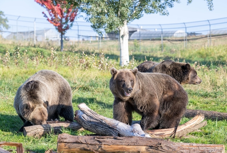 在華盛頓州普爾曼的華盛頓州立大學熊中心，灰熊正在覓食。這間研究機構是美國唯一的同類型機構。PHOTOGRAPH BY ROBERT HUBNER, WASHINGTON STATE UNIVERSITY 
