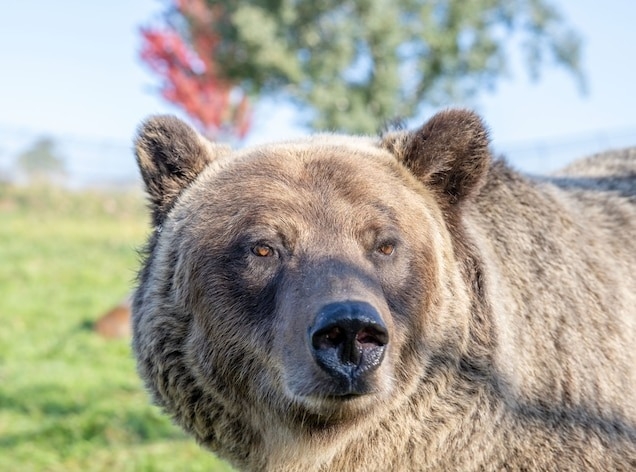 灰熊（照片是一頭在華盛頓州立大學熊中心的圈養灰熊）可重達363公斤。PHOTOGRAPH BY ROBERT HUBNER, WASHINGTON STATE UNIVERSITY 