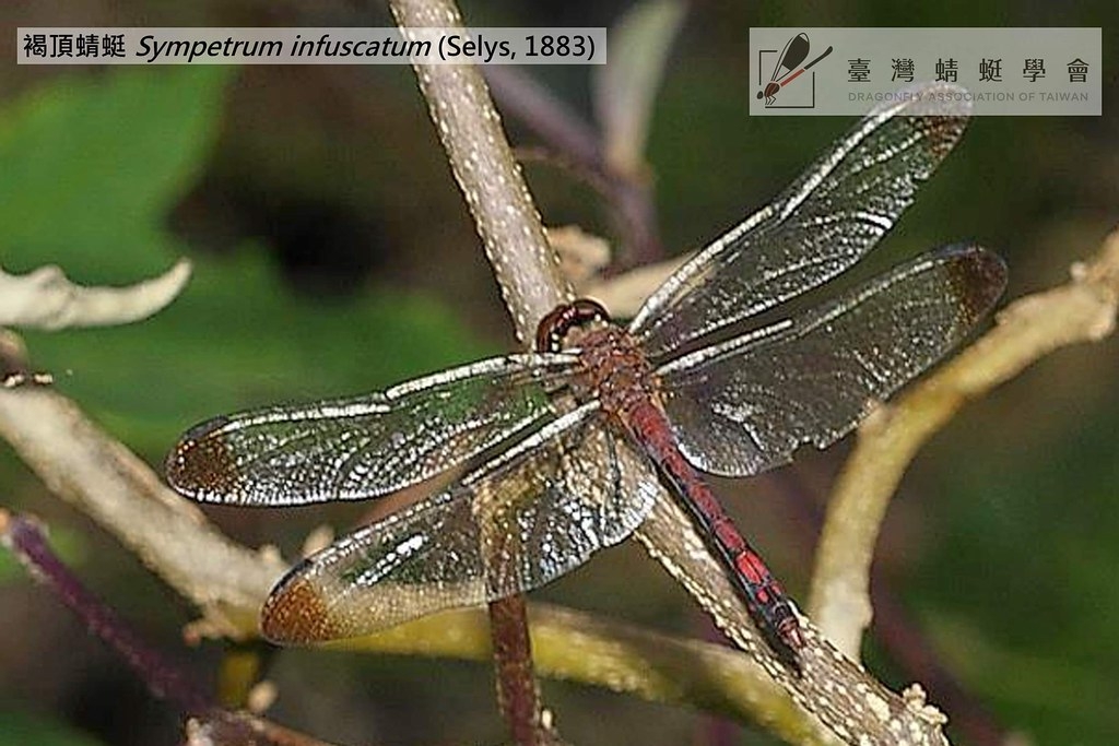 公民科學家秋寒煙2009年10月7日於基隆市秋紅湖發現褐頂蜻蜓（<i>Sympetrum infuscatum</i>）。圖片來源：秋寒煙攝；臺灣蜻蜓學會提供