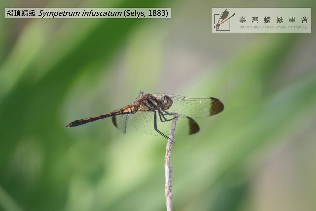 褐頂蜻蜓（Sympetrum infuscatum）。圖片來源：唐欣潔攝；臺灣蜻蜓學會提供