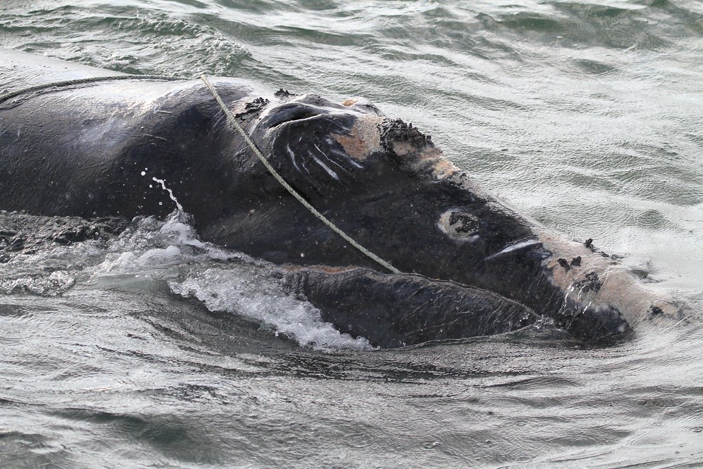 生物家團隊協助解開北大西洋露脊鯨身上的繩索。圖片來源：NOAA News Archive 123110（CC BY 2.0）