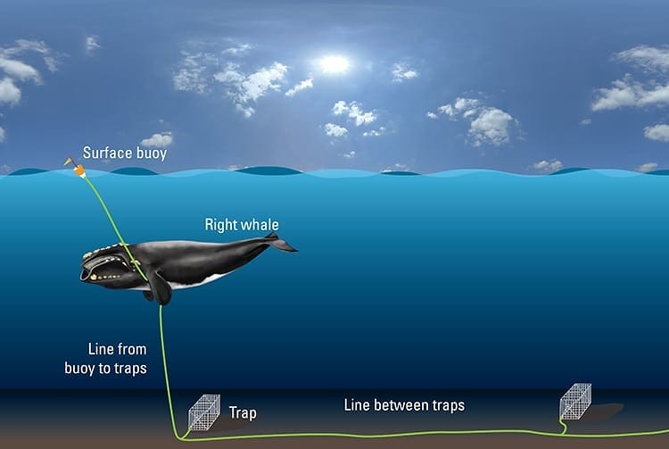 北大西洋露脊鯨被漁具繩索纏住的示意圖，有的鯨魚甚至拖著漁具數年。圖片來源：伍茲霍爾海洋研究所