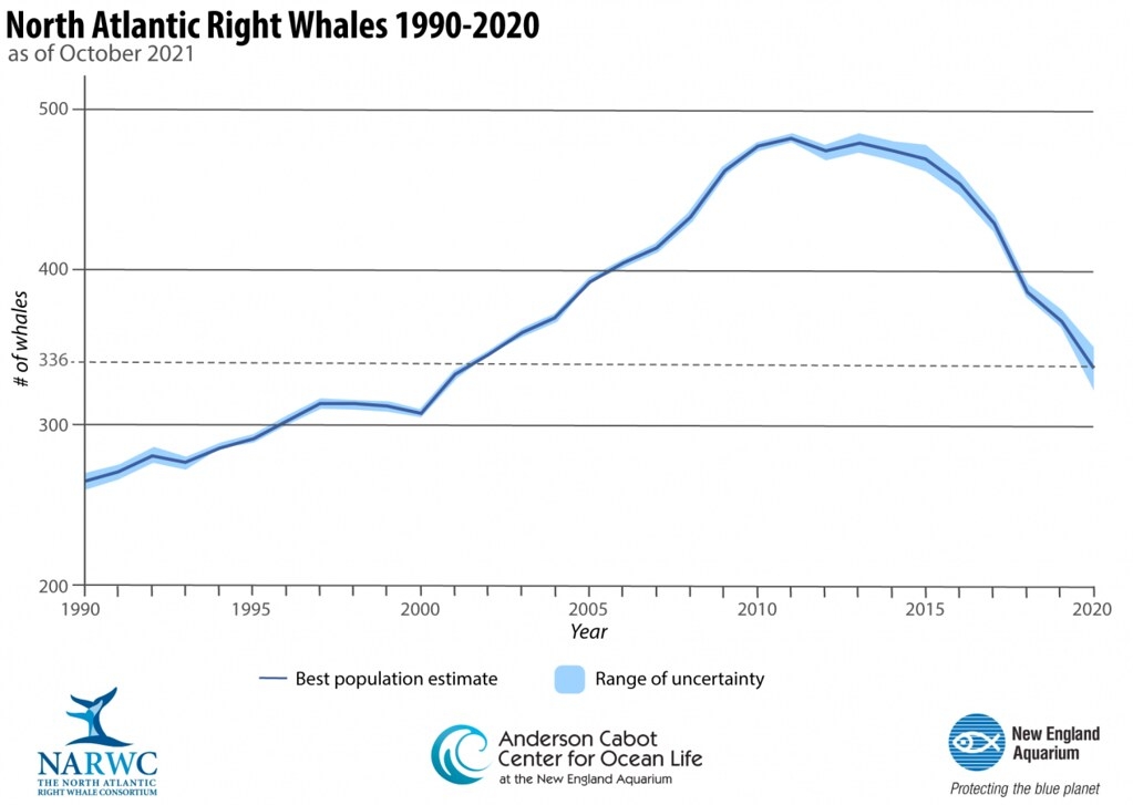 北大西洋露脊鯨的數量在近十年持續下降。圖片來源：英格蘭水族館