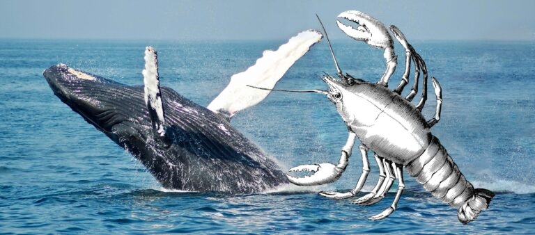 「神蝦押巨魚」傳說，可能是古人誤將鯨魚的鰭看成蝦子的大螯。 圖｜研之有物（圖片來源｜Unsplash、Pixabay） 