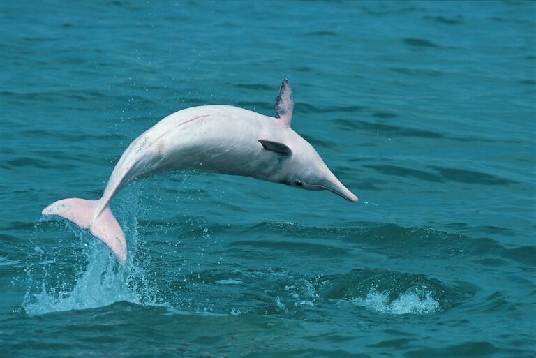 中華白海豚，主要分布於東印度洋至西南太平洋海域，臺灣、中國、馬來西亞、泰國等地皆可見其蹤跡。每逢農曆 3 月下旬，臺灣海峽風浪漸平息，早年的討海人常見到這群嬌客。因恰逢媽祖誕辰月份，人們相信牠們是捎來媽祖訊息的「媽祖魚」。 圖｜inmediahk  