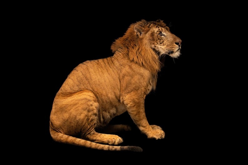 在印尼西爪哇的野生動物園（Taman Safari）中有隻雄非洲獅與雌老虎生下的雜交種「獅虎」（liger）。PHOTOGRAPH BY JOEL SARTORE, NATIONAL GEOGRAPHIC PHOTO ARK
