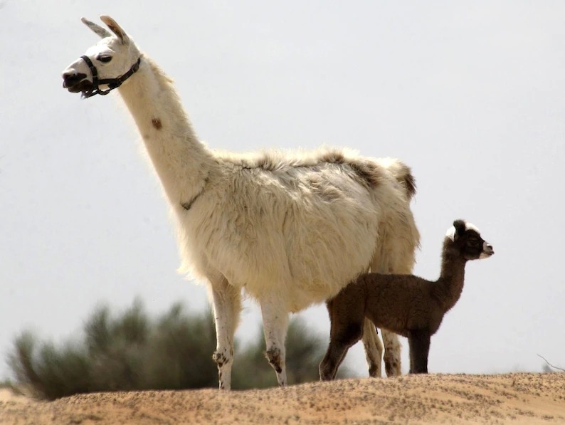 2002年杜拜駱駝繁殖中心（Camel Reproduction Centre）站在母親身旁的卡米拉（Kamilah），是一隻由雄單峰駱駝與雌駱馬生下的「駱馬駝」（cama）。 PHOTOGRAPH BY REUTERS, ALAMY 