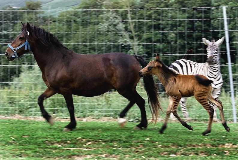 2013年，一隻由雄斑馬與雌馬生下的「斑馬馬」（zorse）寶寶正在法國屈謝里（Cuchery）的農場中玩耍。PHOTOGRAPH BY ALAIN JULIEN, AFP, GETTY