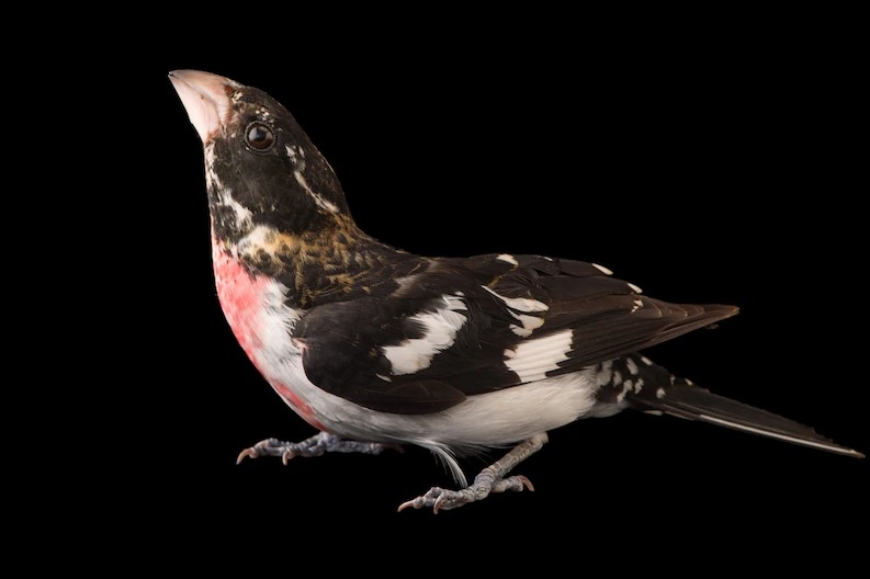 在2020年之前，科學上從未有過玫胸白斑翅雀與猩紅比藍雀的雜交紀錄。 PHOTOGRAPH BY JOEL SARTORE, NATIONAL GEOGRAPHIC PHOTO ARK 