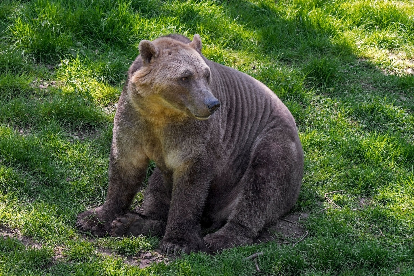 隨著氣溫上升，灰熊（一種棕熊亞種）與北極熊的分布範圍日益重疊，二者的雜交種「北極灰熊」可能也將愈加常見。PHOTOGRAPH BY PHILIPPE CLEMENT, ARTERRA, UNIVERSAL IMAGES GROUP, GETTY