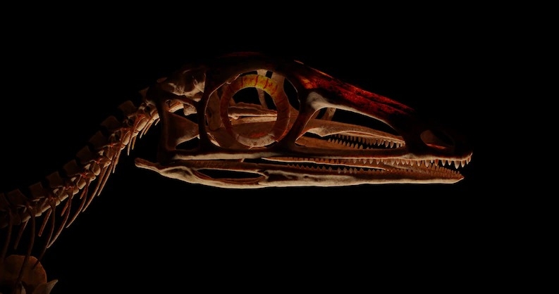 新的掃描結果復原了斯克列羅龍頭骨的新細節，包括部分吻部與下顎後方。RECONSTRUCTION BY MATT HUMPAGE, NORTHERN ROGUE STUDIOS 