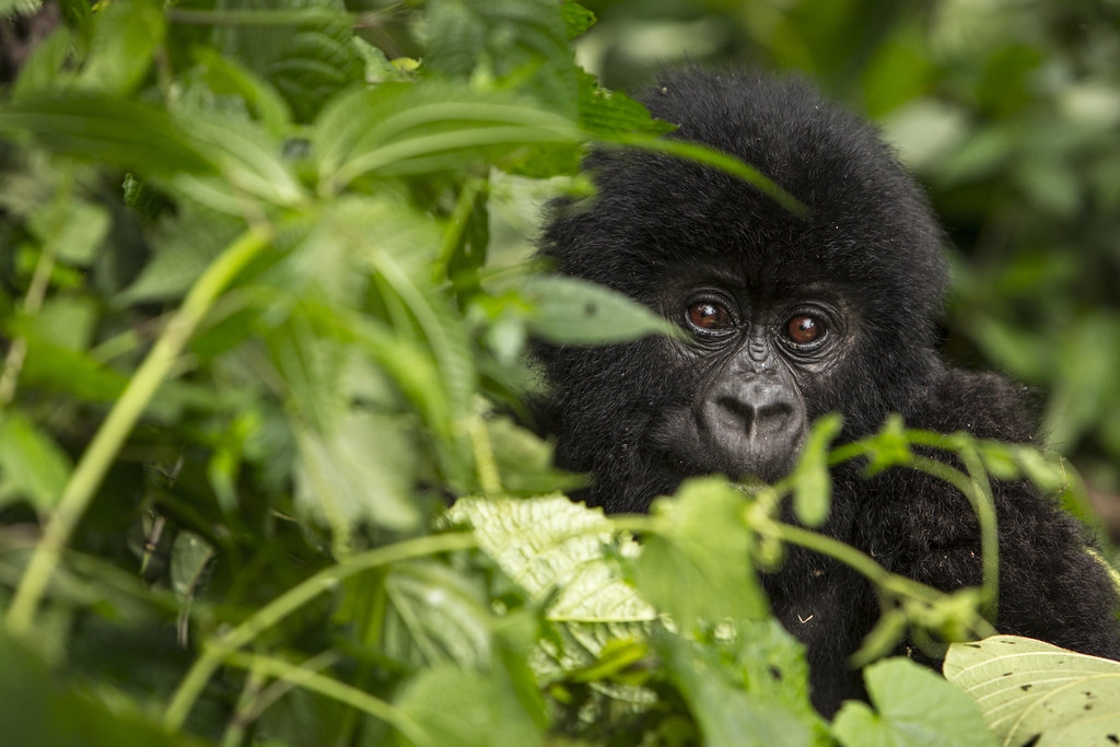 剛果民主共和國國家公園內的山地大猩猩（學名：Gorilla beringei beringei）圖片來源：Paul Robinson/WWF