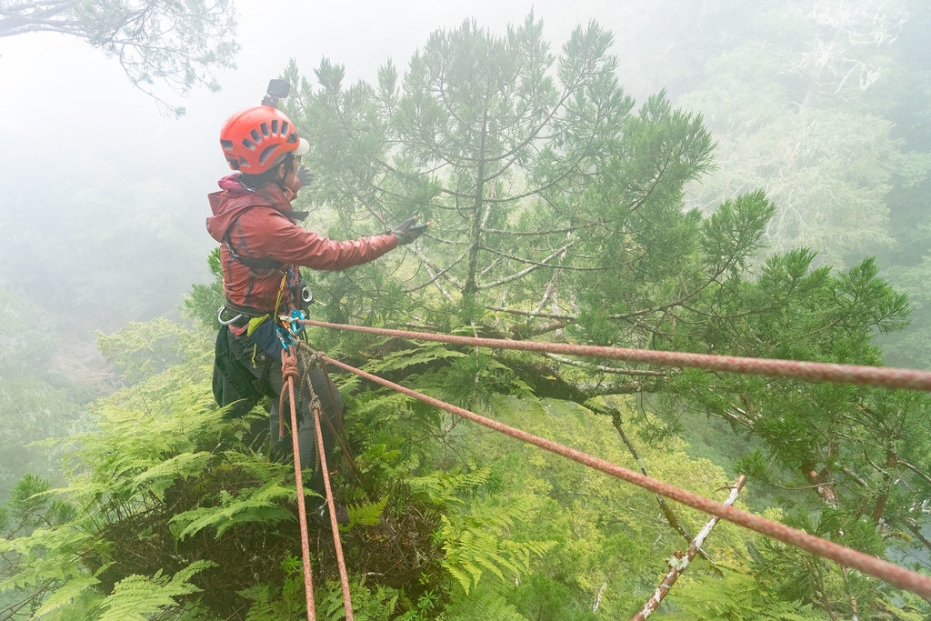 桃山巨木是目前能實際爬至樹頂測量高度，並成功拍攝等身照的臺灣最高樹木。圖片來源：林試所提供