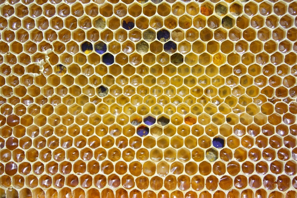 蜂蠟當中富含酚類物質，這種酶可以幫助蠟蟲分解蜂蠟。圖片來源：Richard Woeber／Pixabay