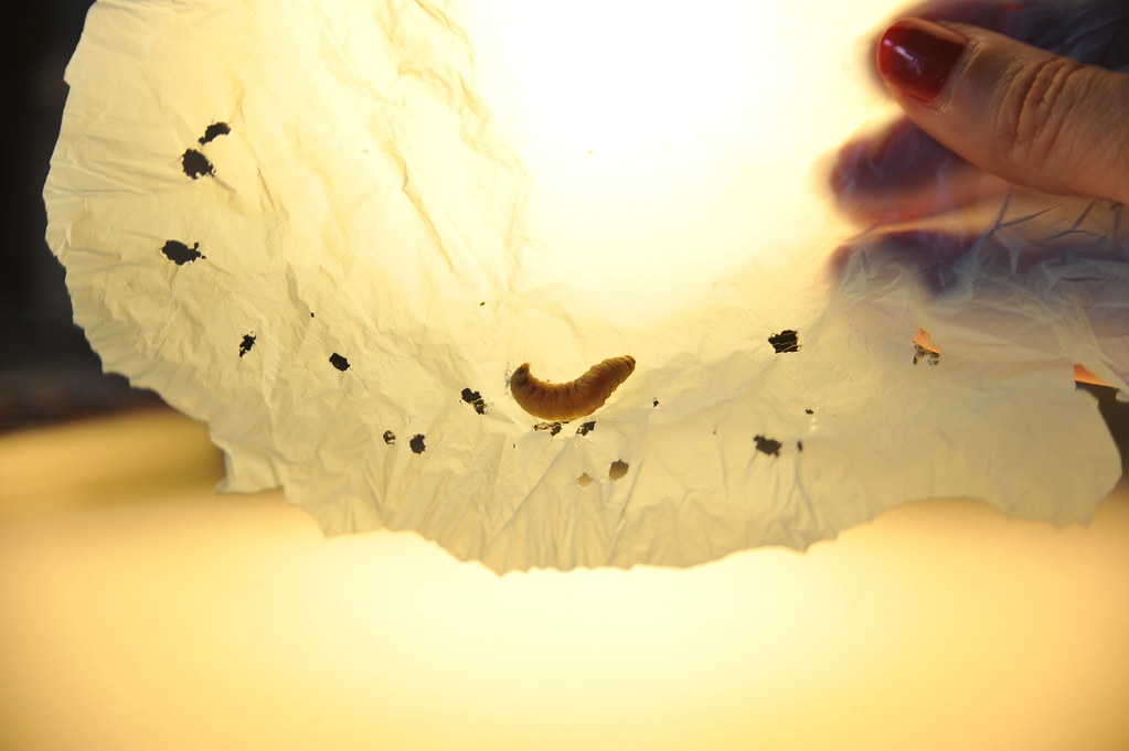 研究發現，大蠟蛾幼蟲的唾液能降解聚乙烯。圖片來源：César Hernández／CSIC