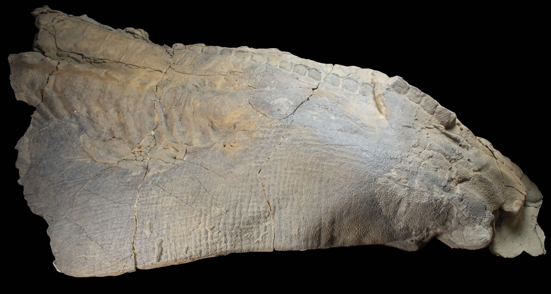 達科他化石身上的埃德蒙特龍皮膚，科學家相信牠的皮膚之所以保存下來是因為食腐動物在這隻恐龍身上穿了洞，於是遺體裡的液體與氣體逃逸出去，讓堅硬的皮膚得以在被掩埋以前變得乾燥。PHOTOGRAPH BY DAAN MEENS 