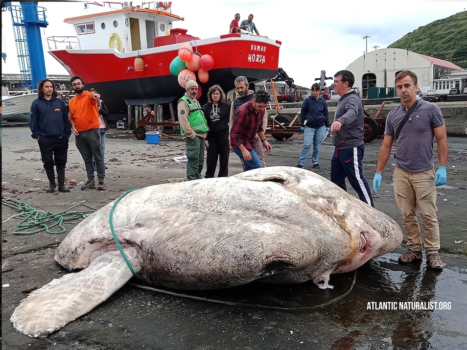 2021年12月9日，一隻大型翻車魚在亞述群島的法亞爾島附近被人發現後拖到岸上。 PHOTOGRAPHS BY ATLANTIC NATURALIST.ORG 