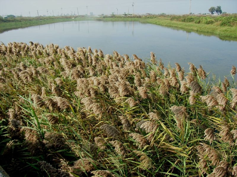 河岸常見的蘆葦，隱含自然解方。圖片來源：Chiau-Bun Ong（CC BY-NC-SA 2.0）
