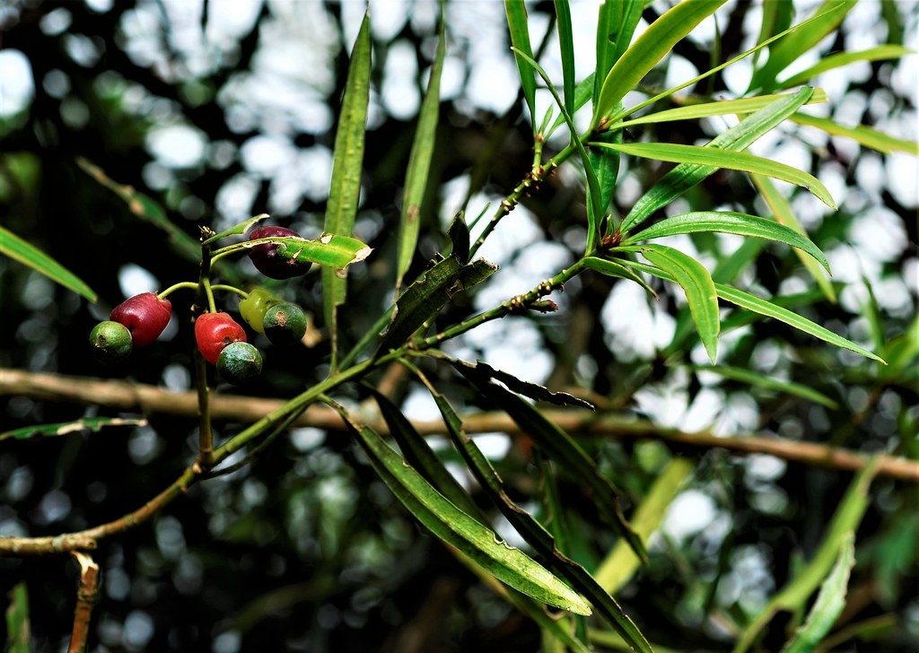 叢花百日青是蘇花改地區珍稀植物。圖片來源：特生中心提供／攝影：朱恩良