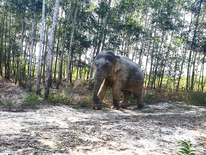 越南同奈生物圈保護區約有15頭亞洲象，不時會發生人象衝突。圖片來源：李俊鴻、阮文越提供