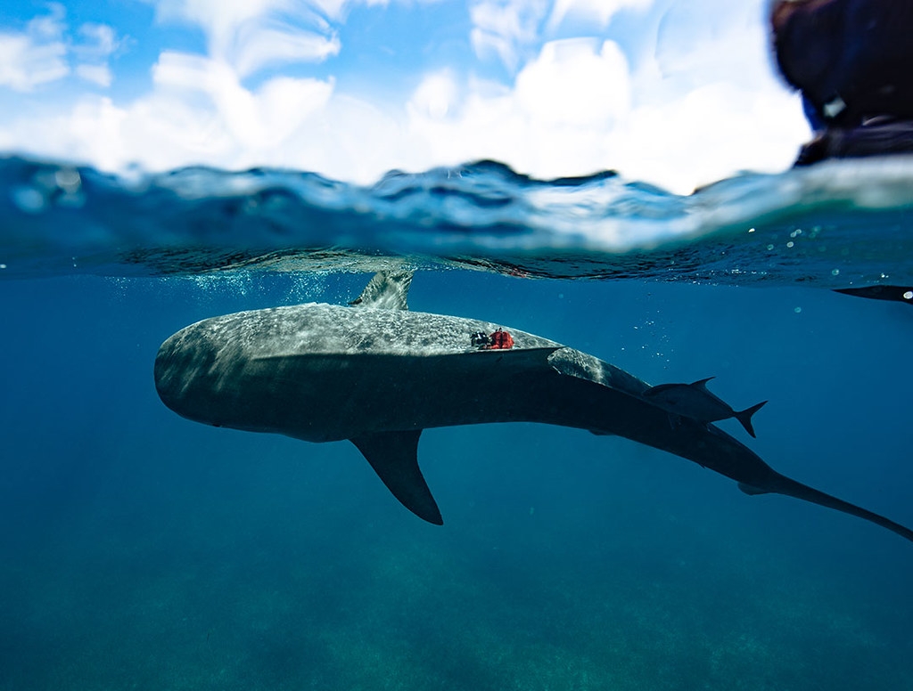 科學家在巴哈馬群島的虎鯊身上安裝了配備攝影機的追蹤器，以估算海草床的範圍。圖片來源：Beneath The Waves