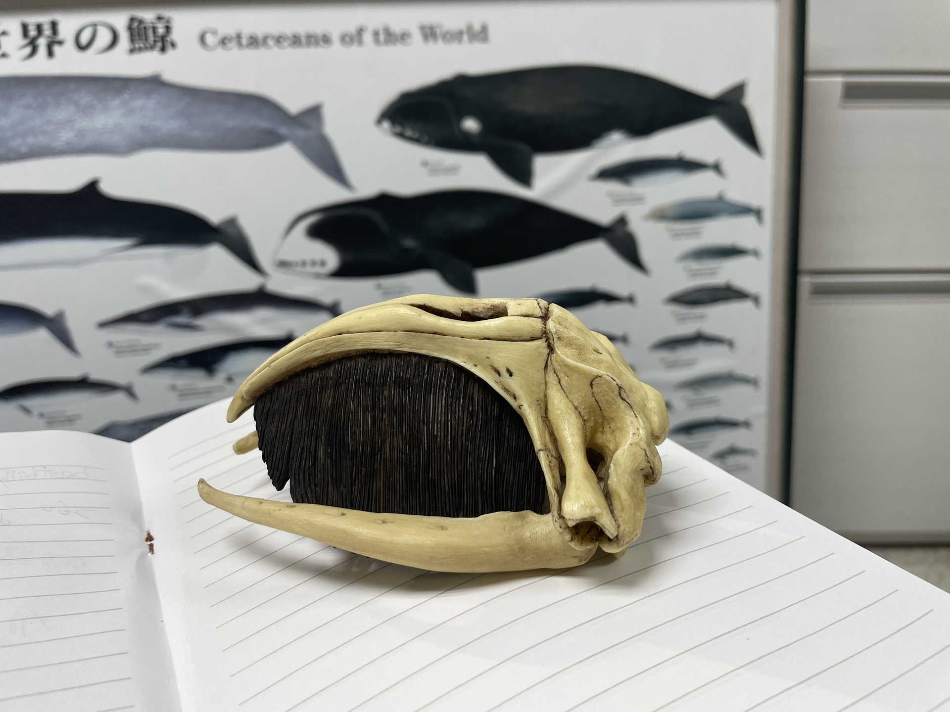 露脊鯨的頭骨較圓，姚秋如形容是「三頭身的鯨魚」。攝影：鍾慧元