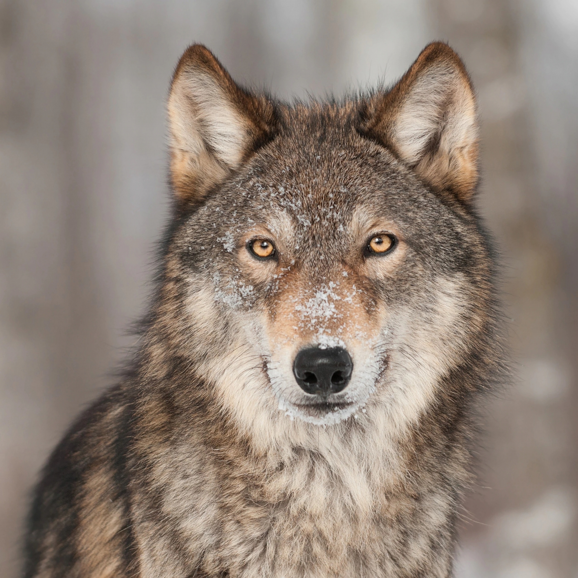 這項新研究率先顯示，寄生蟲可以影響灰狼的行為。PHOTOGRAPH BY SHUTTERSTOCK, NATIONAL GEOGRAPHIC CREATIVE 