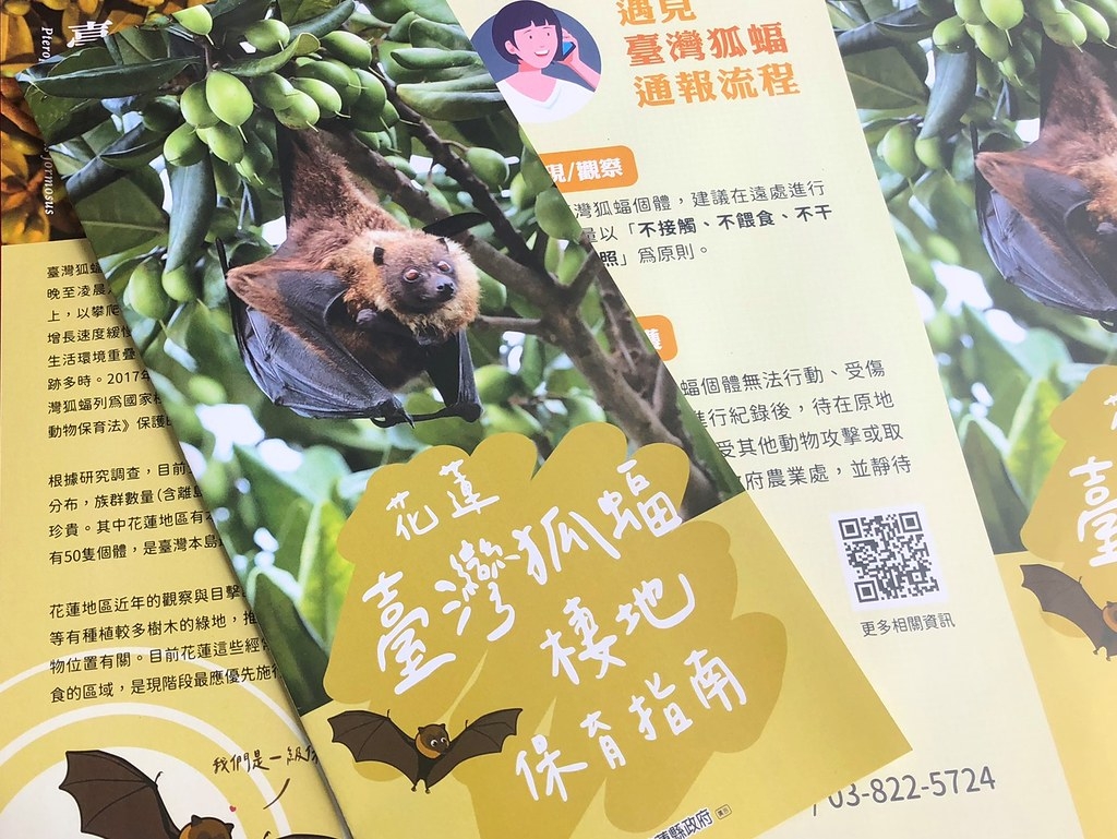 花蓮縣政府出版臺灣狐蝠保育指南。攝影：廖靜蕙