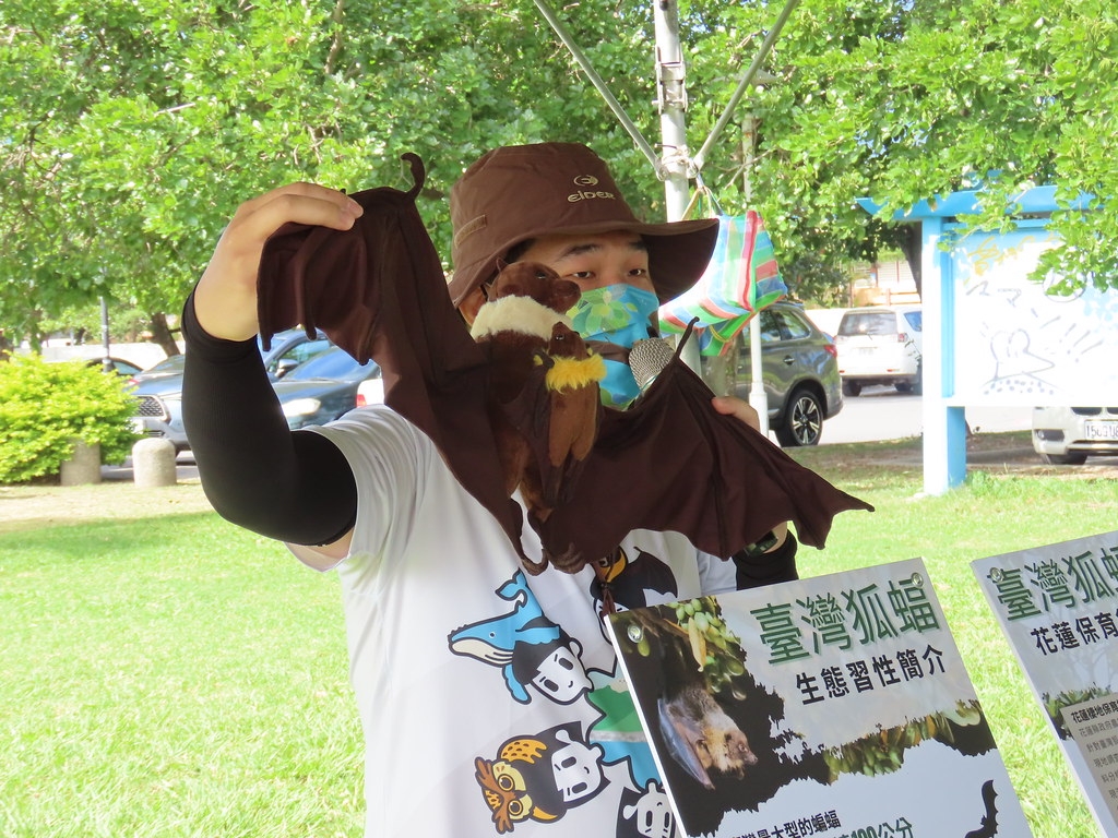臺灣狐蝠是原生蝙蝠體型最大的一種，本島已知只落腳花蓮縣。圖片來源：洄瀾風生態有限公司提供。